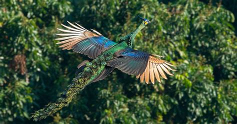 Do peacocks fly - There are many factors that determine whether or not a bird can fly, such as its size, shape, and plumage. There are also different types of flight for each ...